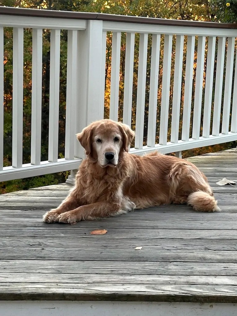 Hanging on the deck.webp